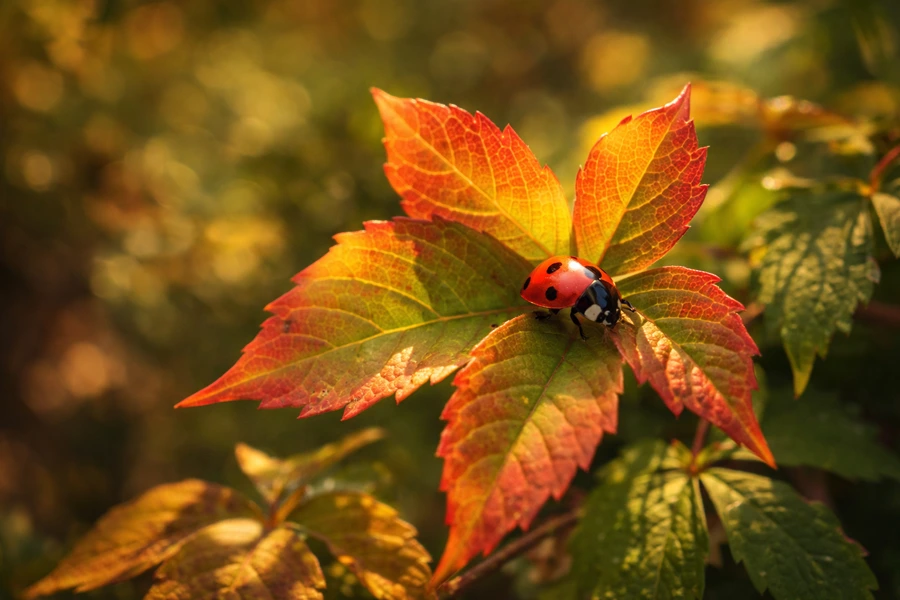 Biodiversität Dresdner Baum 